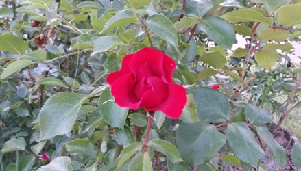 20150519 192729 RichtoneHDR