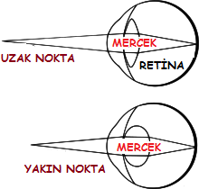 duyuorgan8