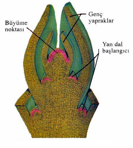 gövde3