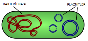 plasmids