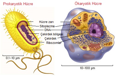 procaryot eukaryot