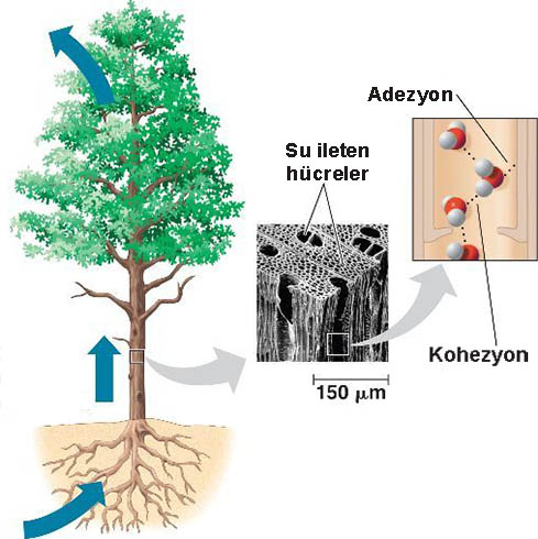 suyunozellikleri3